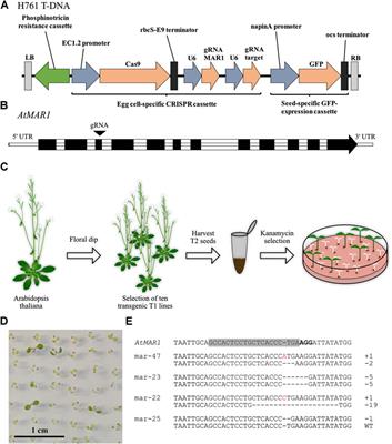 Loss of MAR1 Function is a Marker for Co-Selection of CRISPR-Induced Mutations in Plants